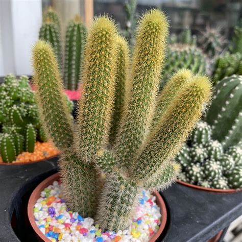 金鈕綴化|黃金鈕Borzicactus aureispina